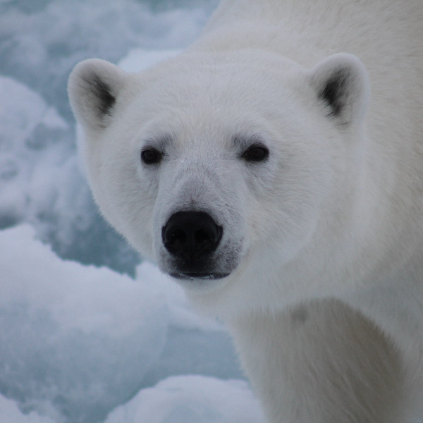 Экскурсия «Флора и фауна Красноярского края»